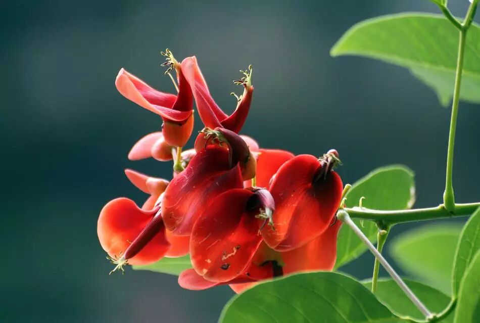 鸡冠刺桐:"红翠斜欹十二楼"(原创首发)