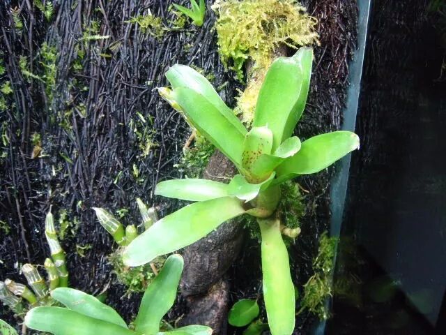 濒危植物欣赏:桫椤(蛇木)(原创首发)