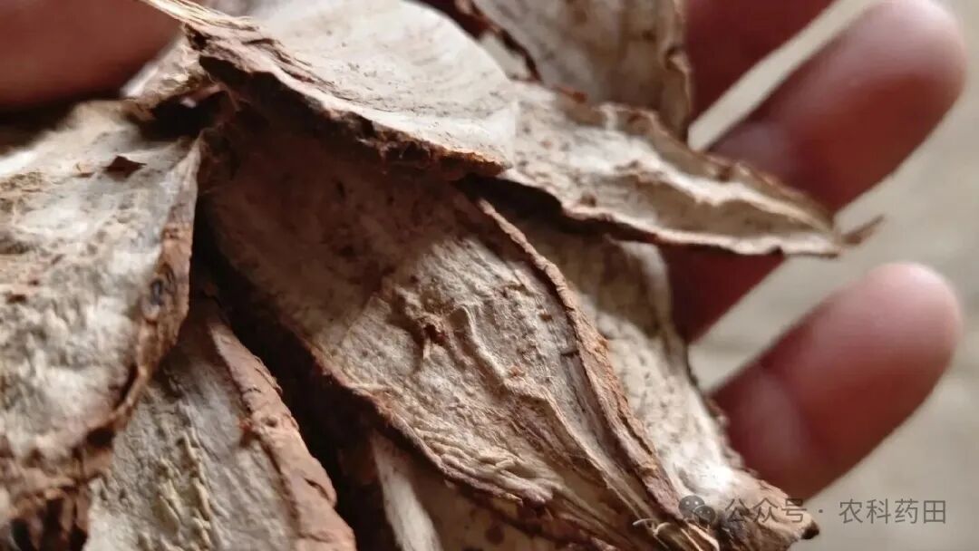 这两种药材价格为何一路下滑？