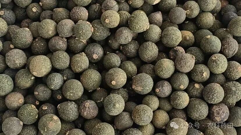 这两种药材价格又涨了:种植户笑了！