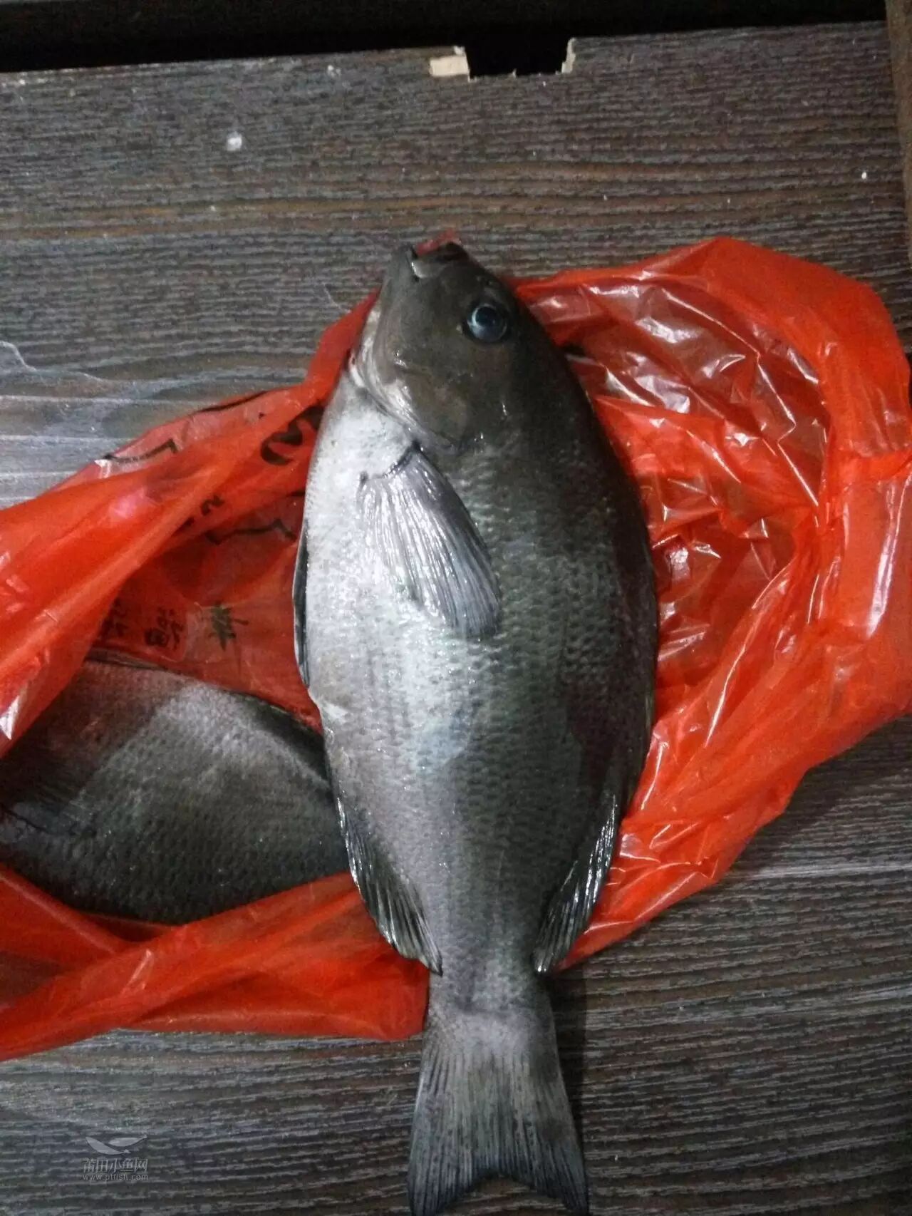 [请教] 小舅子说这鱼很贵!可是我该怎么吃?