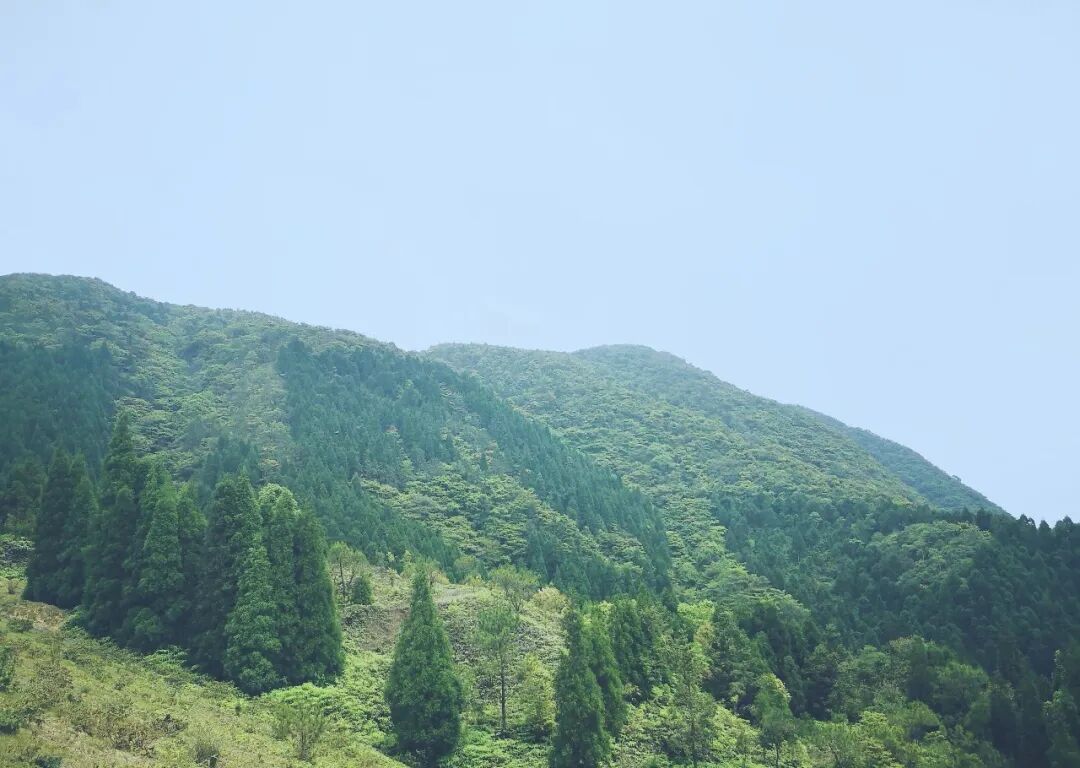 云开山保护区首次发现植物新种大雾岭球子草的非喀斯特地貌酸性土壤生境。通讯员 陈富强 摄