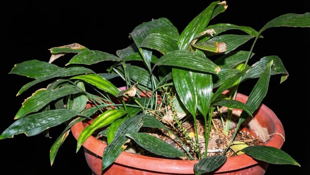 在云开山保护区采集到的处于盛花期的大雾岭球子草植株。孙延军、丁鑫、李卓裕、李友余、陈富强等科研团队供图