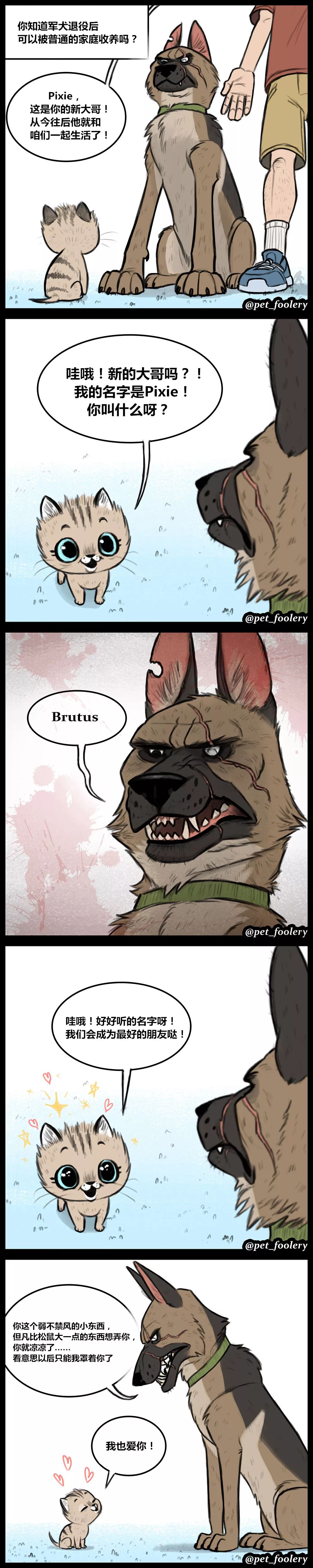 刷爆ins的漫画 大眼萌猫和退役军犬 治愈了0多万网友 猫与爱的世界 每日精选公众号文章