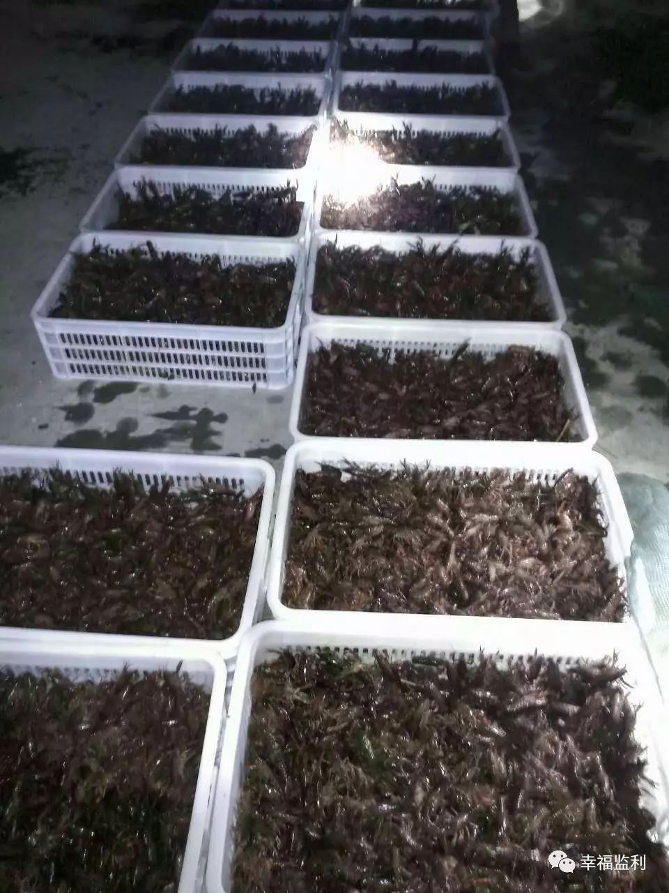 【小龙虾】- 好消息,有出售精养塘虾苗!