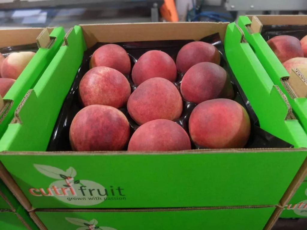 澳大利亚核果类水果季节这一季“开市良好”，焦点出口亚洲市场