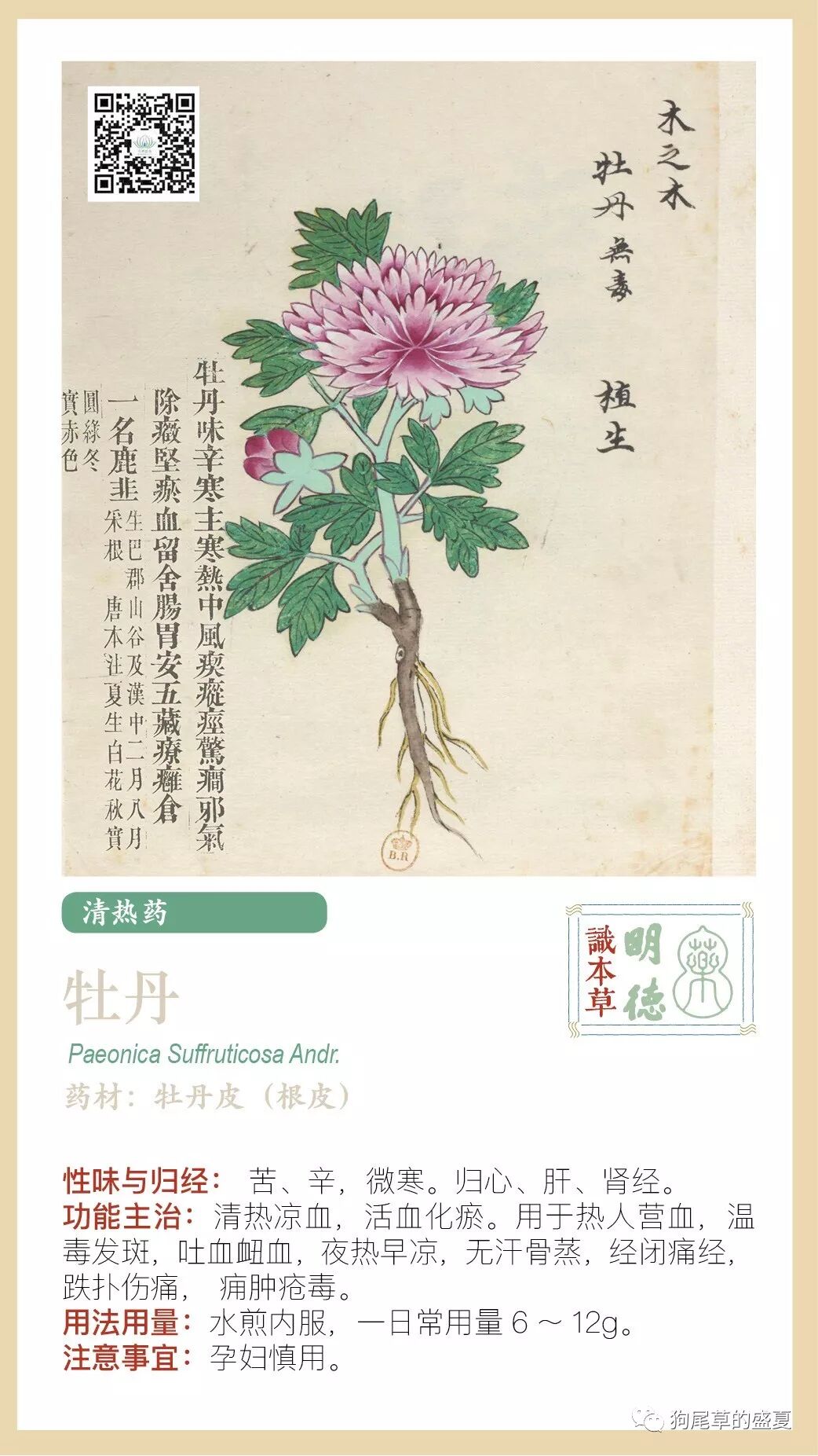 明德识本草 牡丹 狗尾草的盛夏 微信公众号文章阅读 Wemp