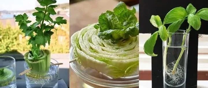 切下来的菜头不要随便扔进垃圾桶，给它一点水，以后就有吃不完的菜！