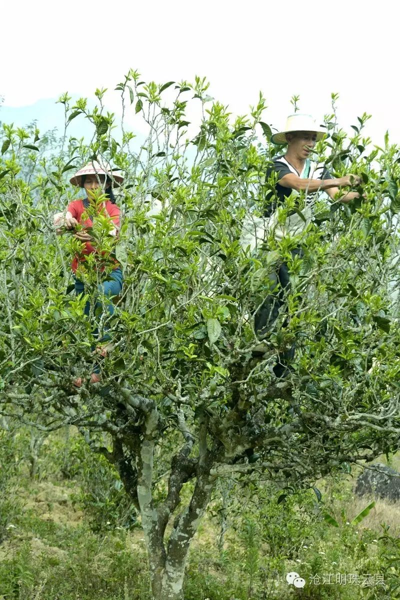 白莺山古茶树|广西优质茶叶交流组