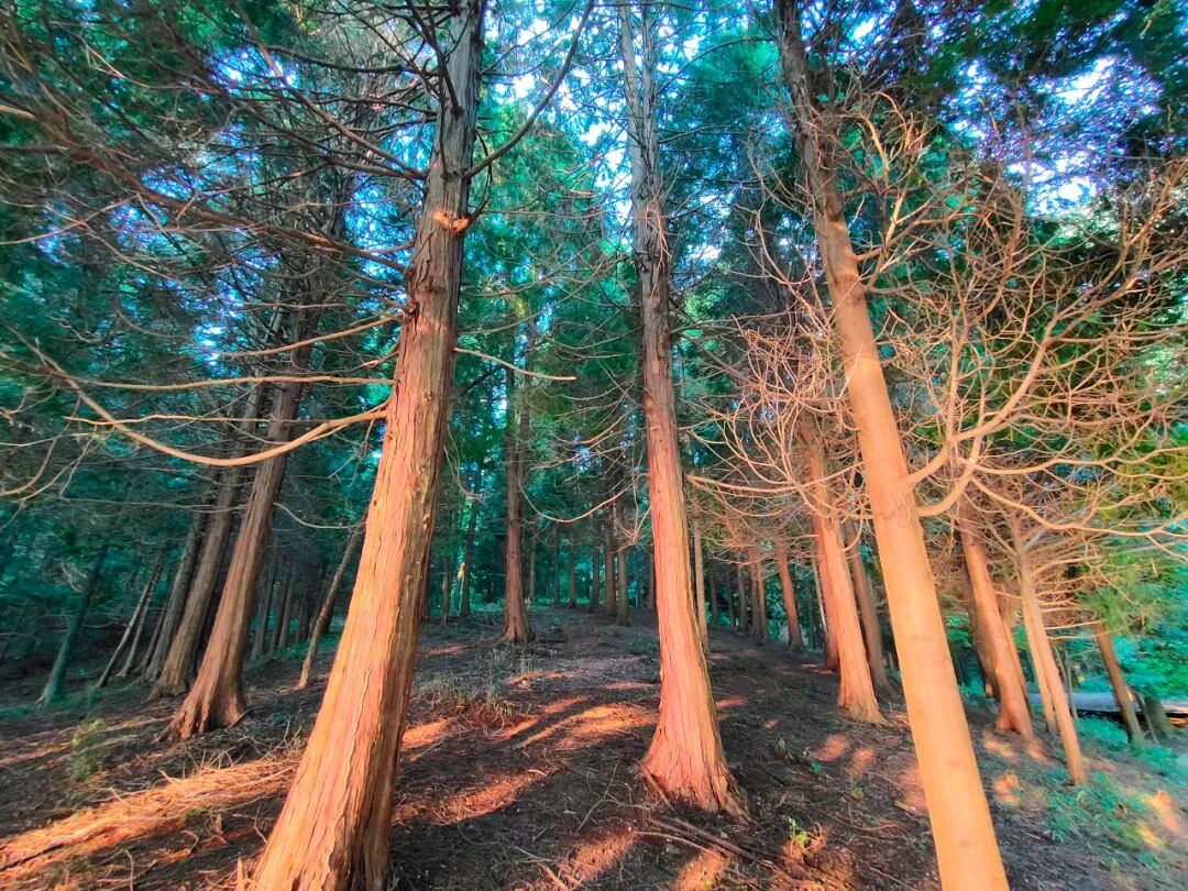 禅修 | 觉醒阁十月底浙江宁波四明山游学静心营10.29-10.31