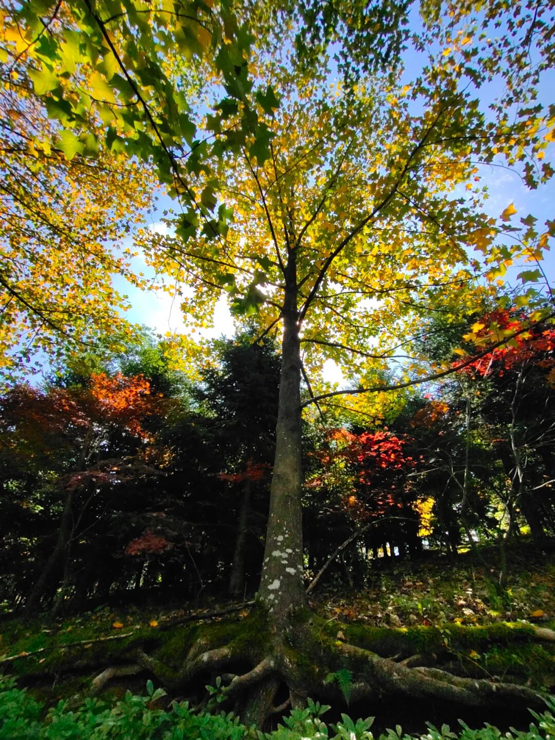 禅修 | 觉醒阁十月底浙江宁波四明山游学静心营10.29-10.31