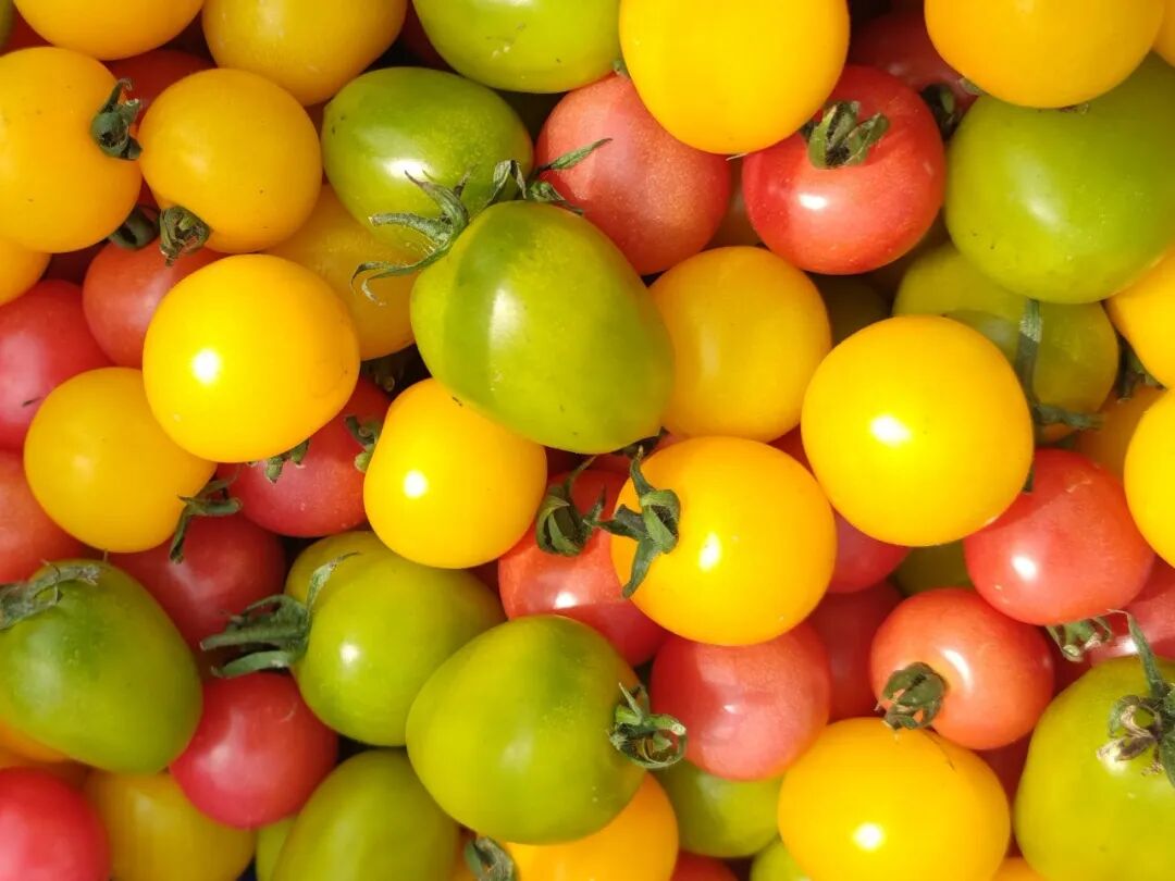 奉城这个村的多巴胺五彩小番茄"甜蜜"上市!