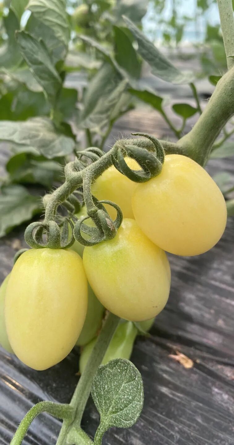 奉城这个村的多巴胺五彩小番茄"甜蜜"上市!