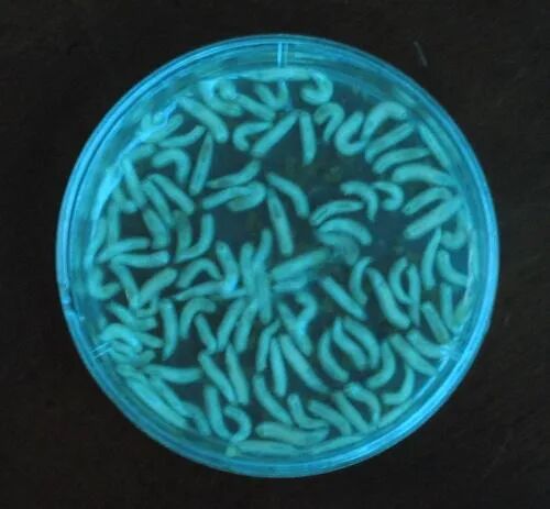 清创包内有什么器械清洗液、消毒剂及清创方法的选择_https://www.jmylbn.com_新闻资讯_第9张