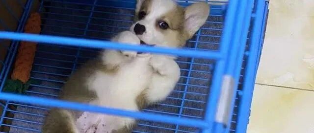 福建一女士刚购买的宠物狗，竟被检测出冠状病毒？