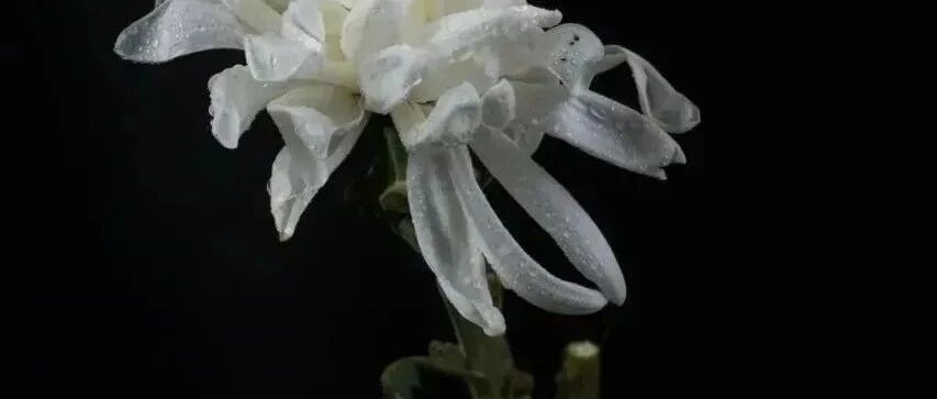 他走了，作品曾传唱大江南北