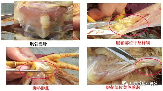 毕英佐：滑液囊支原体病(MS)的防控