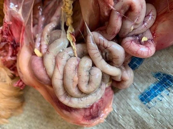 禁抗形勢(shì)下雞壞死性腸炎防制手段的探討 禁抗形勢(shì)下雞壞死性腸炎防制手段的探討