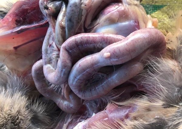 禁抗形勢(shì)下雞壞死性腸炎防制手段的探討 禁抗形勢(shì)下雞壞死性腸炎防制手段的探討