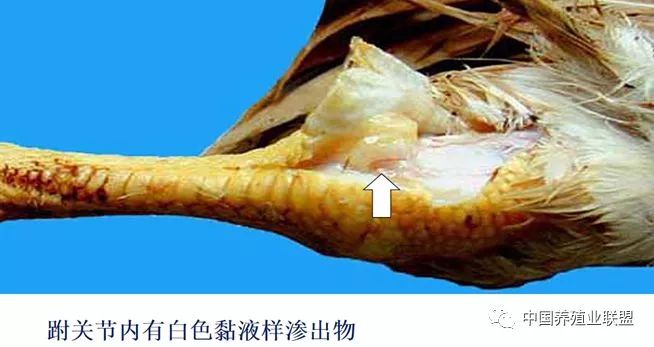 毕英佐：滑液囊支原体病(MS)的防控