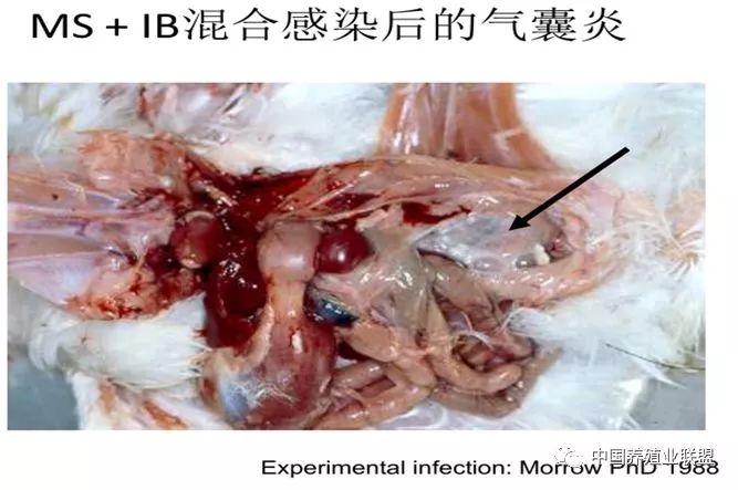 毕英佐：滑液囊支原体病(MS)的防控