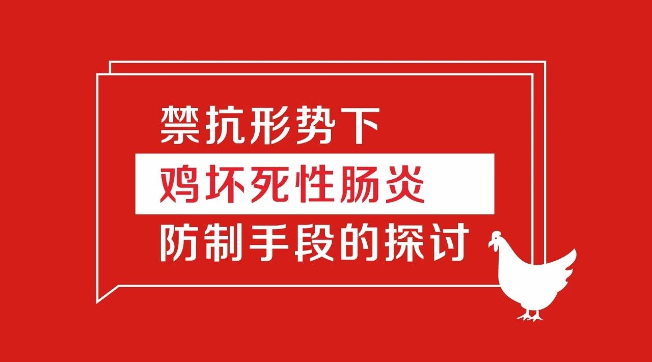 禁抗形势下鸡坏死性肠炎防制手段的探讨