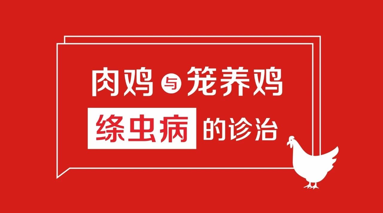 肉鸡与笼养鸡绦虫病的诊治