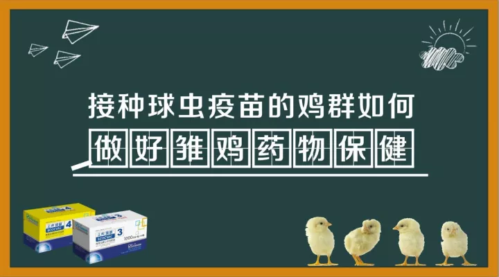 接种球虫疫苗的鸡群如何做好雏鸡药物保健 接种球虫疫苗的鸡群如何做好雏鸡药物保健