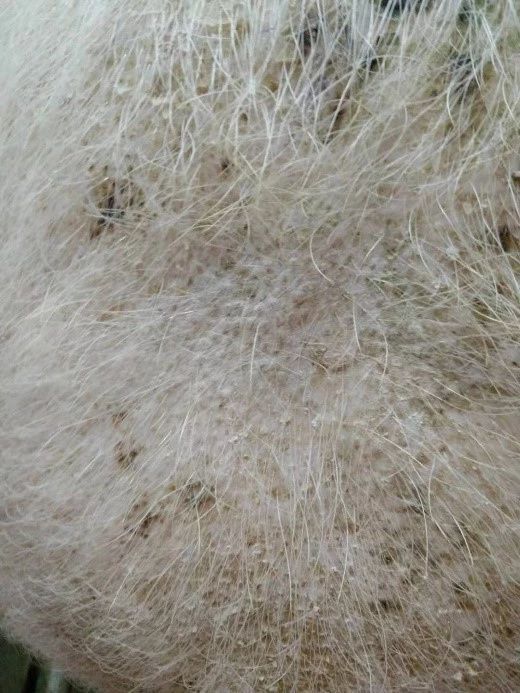 规模化猪场常见皮肤病的鉴别和处理措施