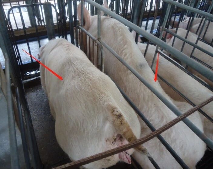 猪场蛔虫病的危害及防控措施 猪场蛔虫病的危害及防控措施