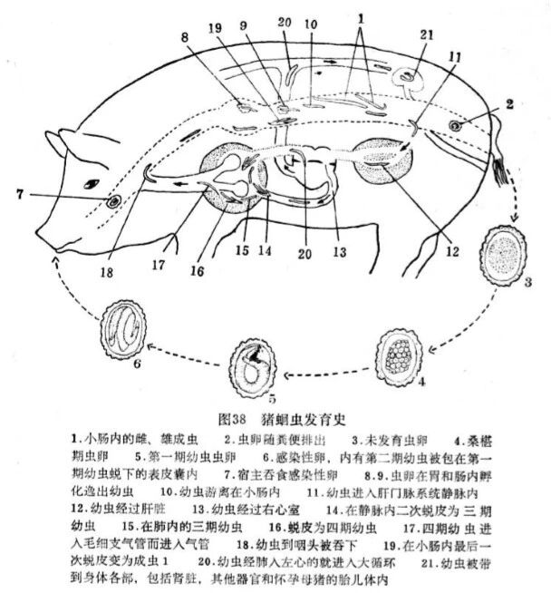猪场蛔虫病的危害及防控措施 猪场蛔虫病的危害及防控措施