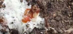 學(xué)會(huì)鑒別診斷腸炎和小腸球蟲，重視臨床上的慢性小腸球蟲