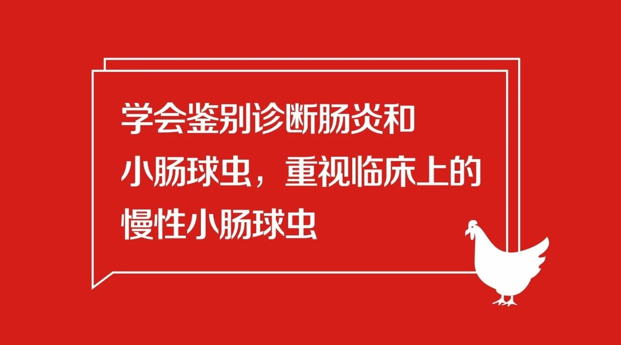 学会鉴别诊断肠炎和小肠球虫，重视临床上的慢性小肠球虫