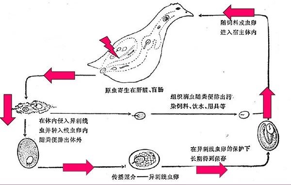 一例鸡组织滴虫的诊治