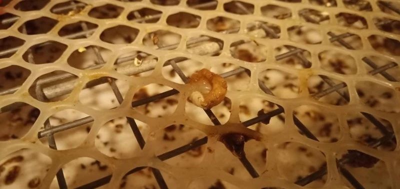 籠養(yǎng)蛋雞球蟲病防控手段的探討