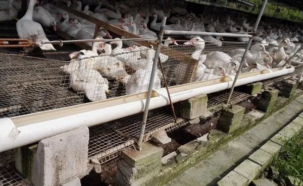 网床养鸭户苍蝇控制的经验分享