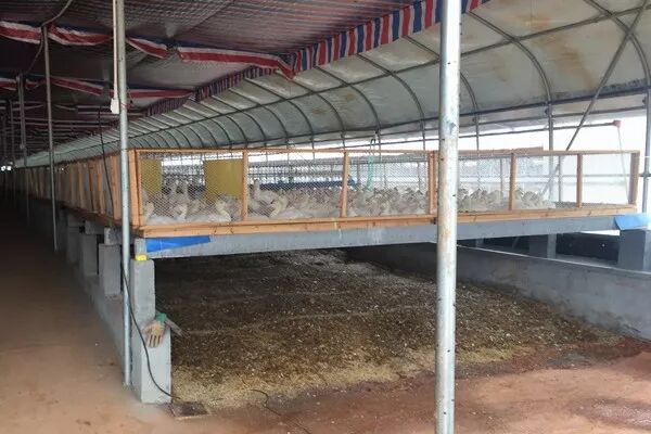 网床养鸭户苍蝇控制的经验分享