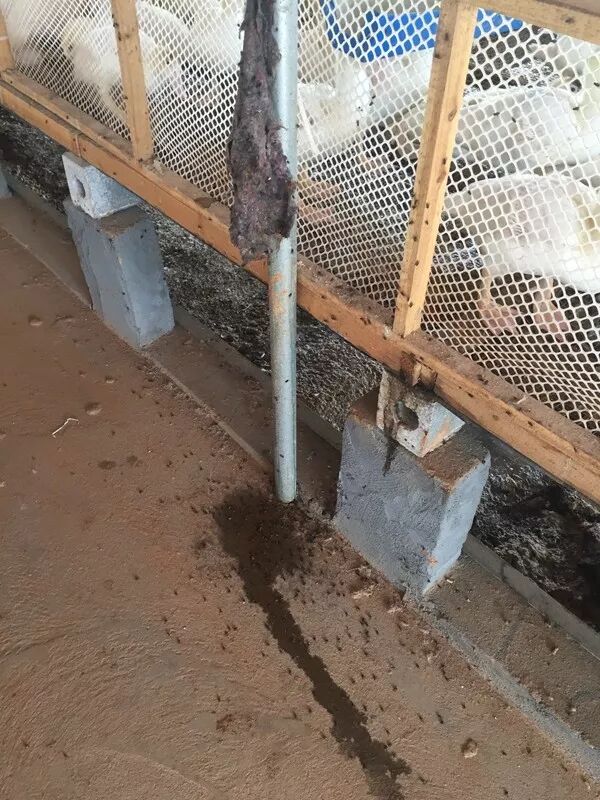 网床养鸭户苍蝇控制的经验分享