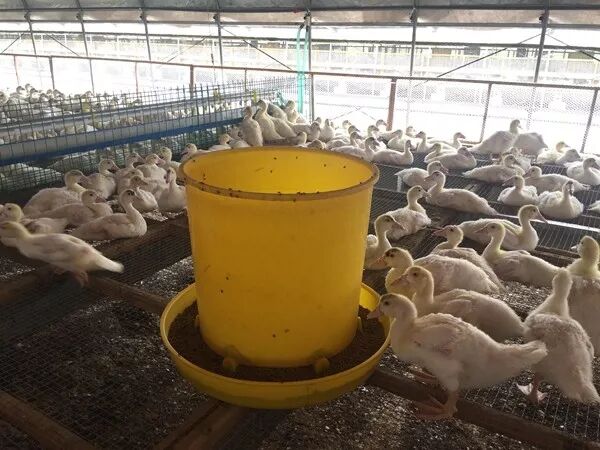 网床养鸭户苍蝇控制的经验分享