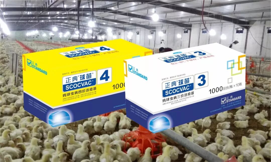 正典球苗英文商標在巴西成功注冊