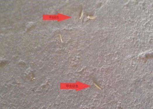 淺析黑甲蟲在養(yǎng)雞場的危害與防治
