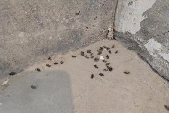 浅析黑甲虫在养鸡场的危害与防治