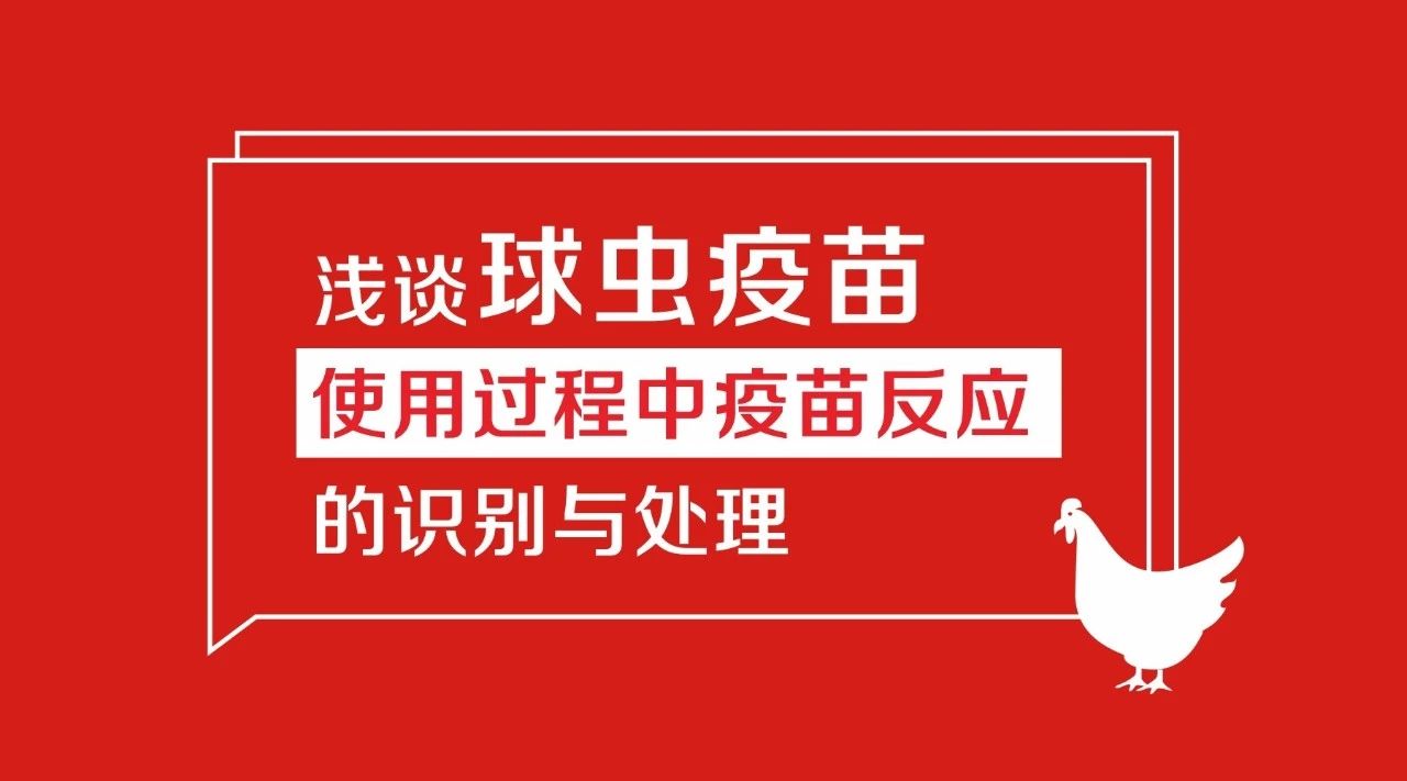 浅谈球虫疫苗使用过程中疫苗反应的识别与处理