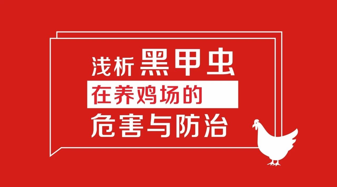 浅析黑甲虫在养鸡场的危害与防治