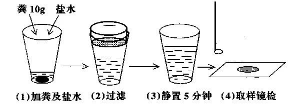 规模化猪场肠道寄生虫普查及处理方案 规模化猪场肠道寄生虫普查及处理方案