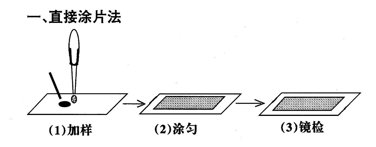 规模化猪场肠道寄生虫普查及处理方案 规模化猪场肠道寄生虫普查及处理方案