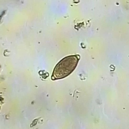 规模化猪场肠道寄生虫普查及处理方案 规模化猪场肠道寄生虫普查及处理方案