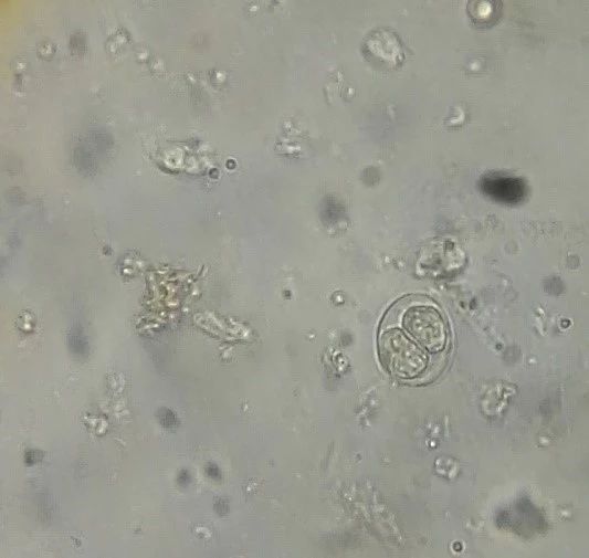 规模化猪场肠道寄生虫普查及处理方案 规模化猪场肠道寄生虫普查及处理方案