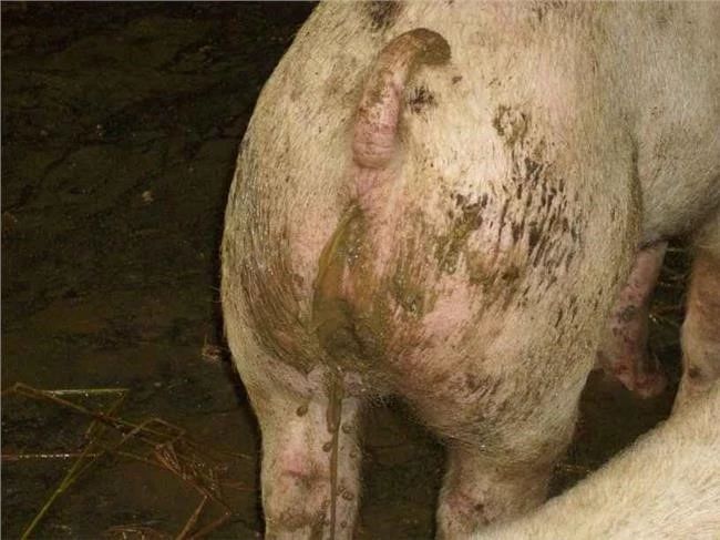 减抗替抗新形势下规模化猪场常见腹泻病的防控