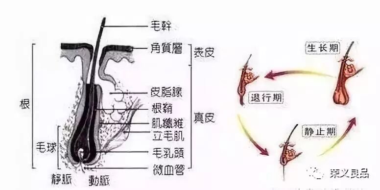 脱发是什么原因引起的？